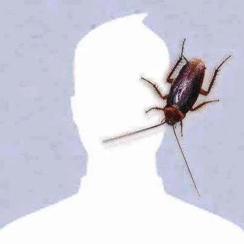 Trọn bộ 45 Ảnh Avatar Con Gián Cute khiến cộng đồng mạng nhìn lại định kiến xấu xí